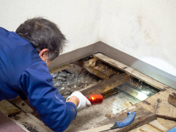 Best HVAC Mold Remediation in St Paul, VA