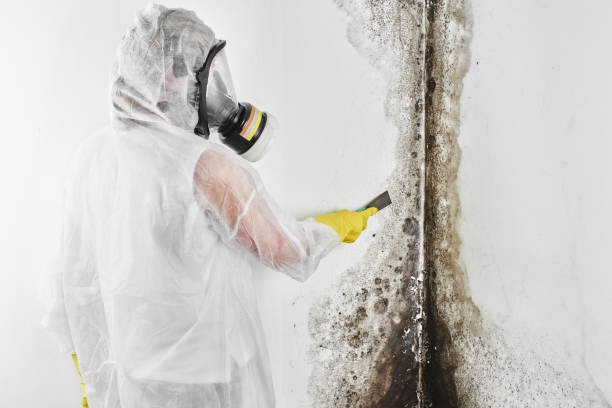 Best Commercial Mold Remediation in St Paul, VA