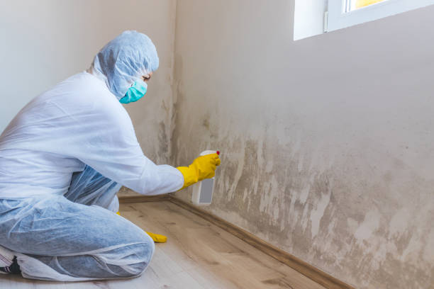 Best Black Mold Remediation in St Paul, VA