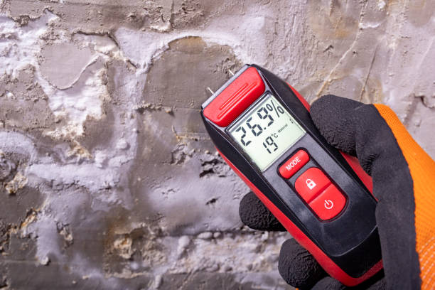 Best DIY Mold Remediation Support Services in St Paul, VA