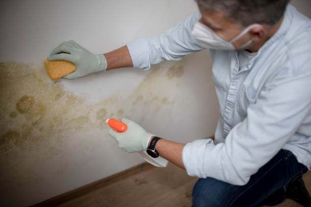 Best Localized Mold Remediation (e.g., coastal areas, humid climates) in St Paul, VA