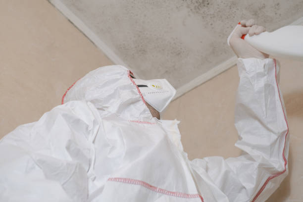 Best Mold Testing and Inspection Services in St Paul, VA