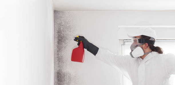 Best Mold Testing and Inspection Services in St Paul, VA