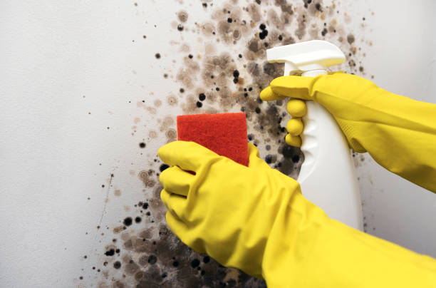 Best DIY Mold Remediation Support Services in St Paul, VA
