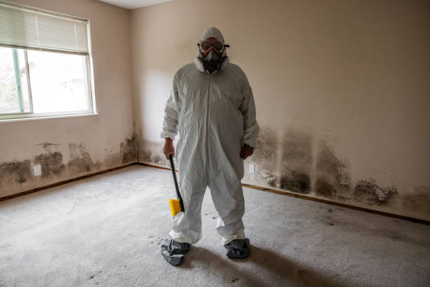 Best Emergency Mold Remediation in St Paul, VA