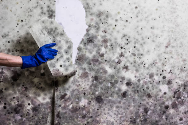 Best Preventive Mold Services in St Paul, VA